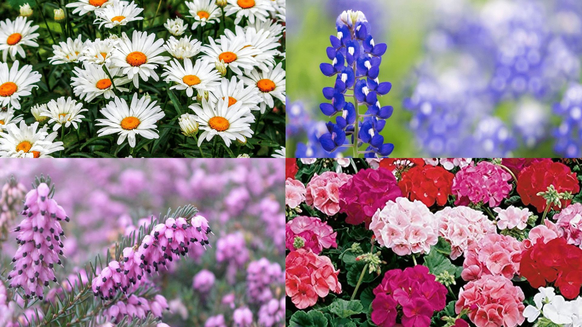 Best_Flowers_for_Pressing