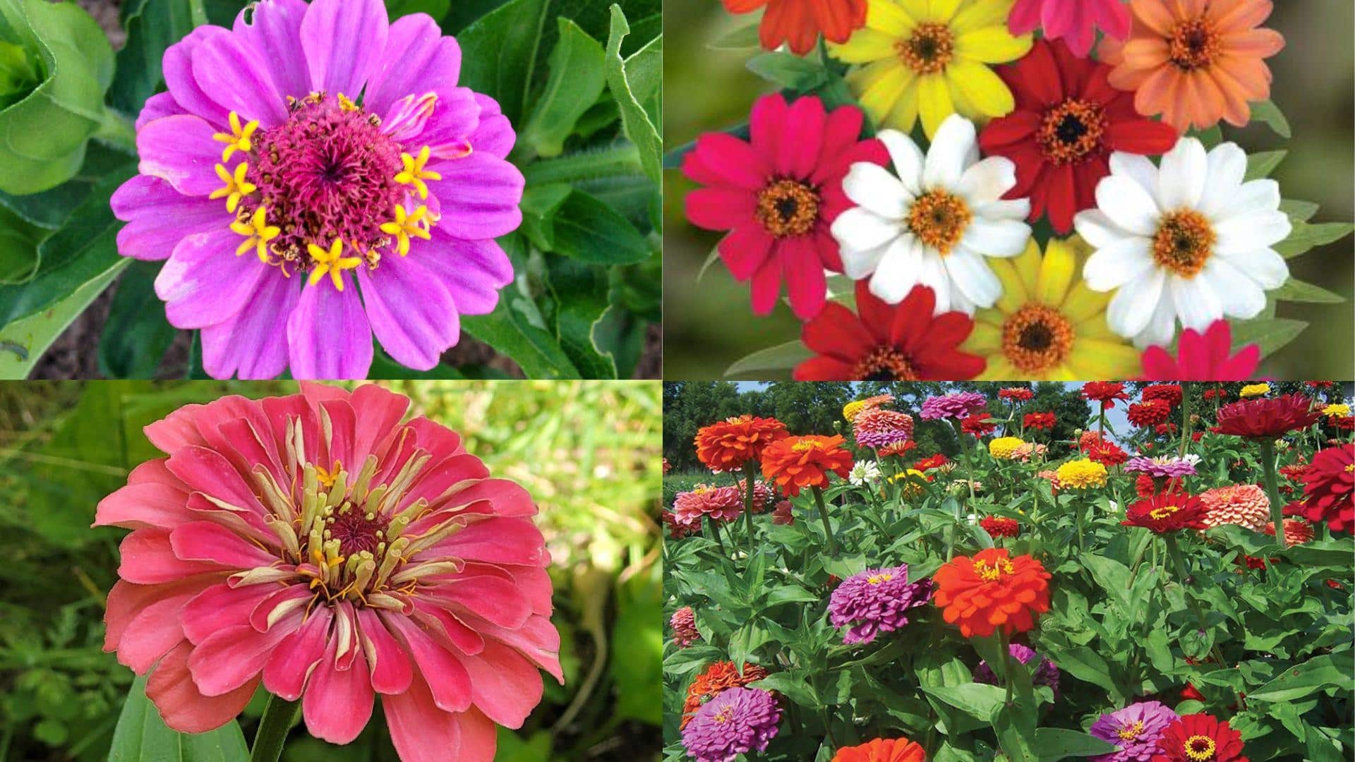 Best_Zinnia_Varieties_for_Your_Garden