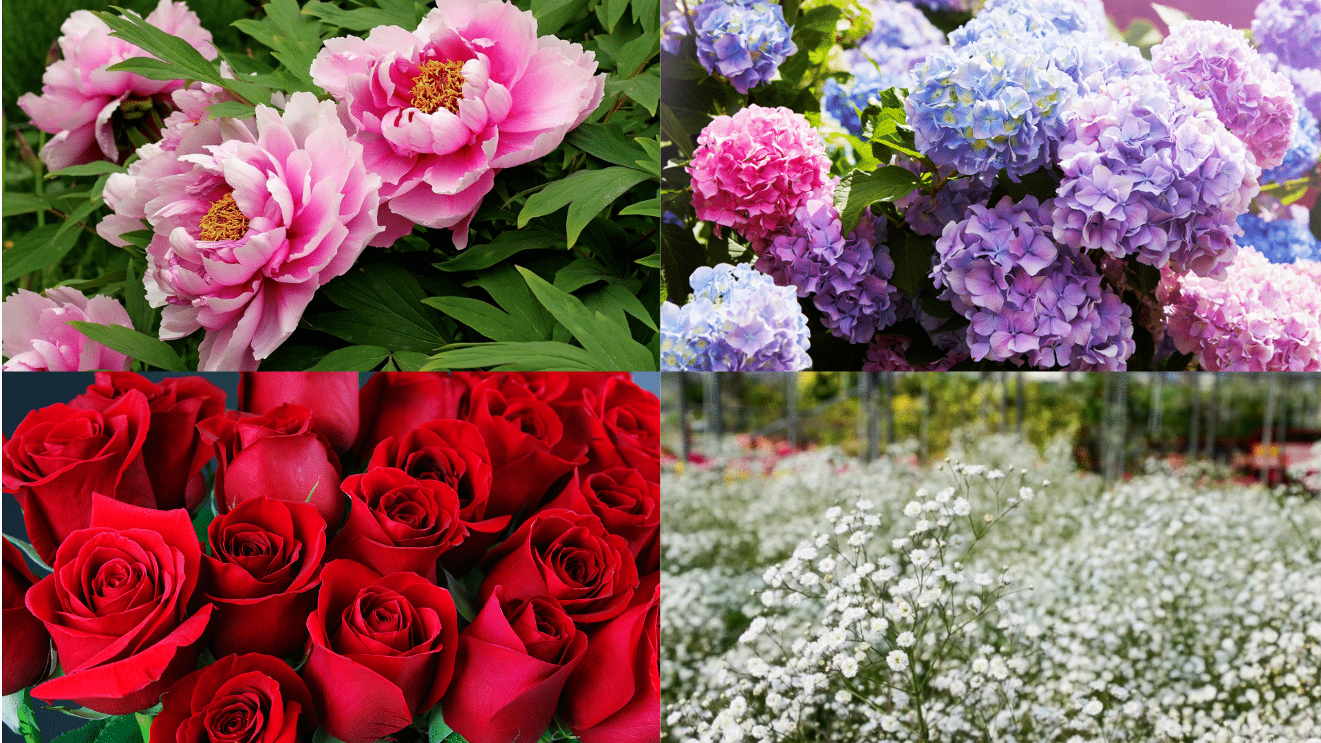 Durable_Flowers_for_Shadow_Box_Art