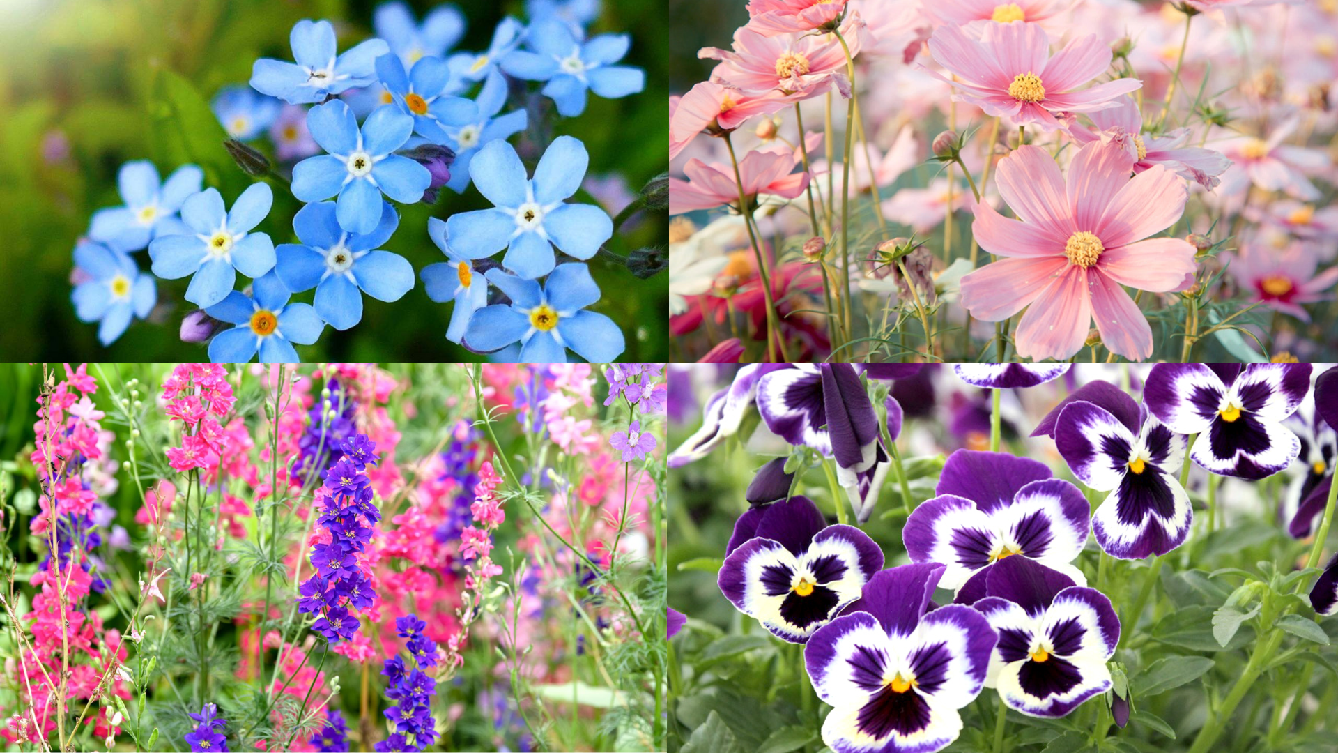 Flowers_Perfect_for_Microwave_Flower_Press