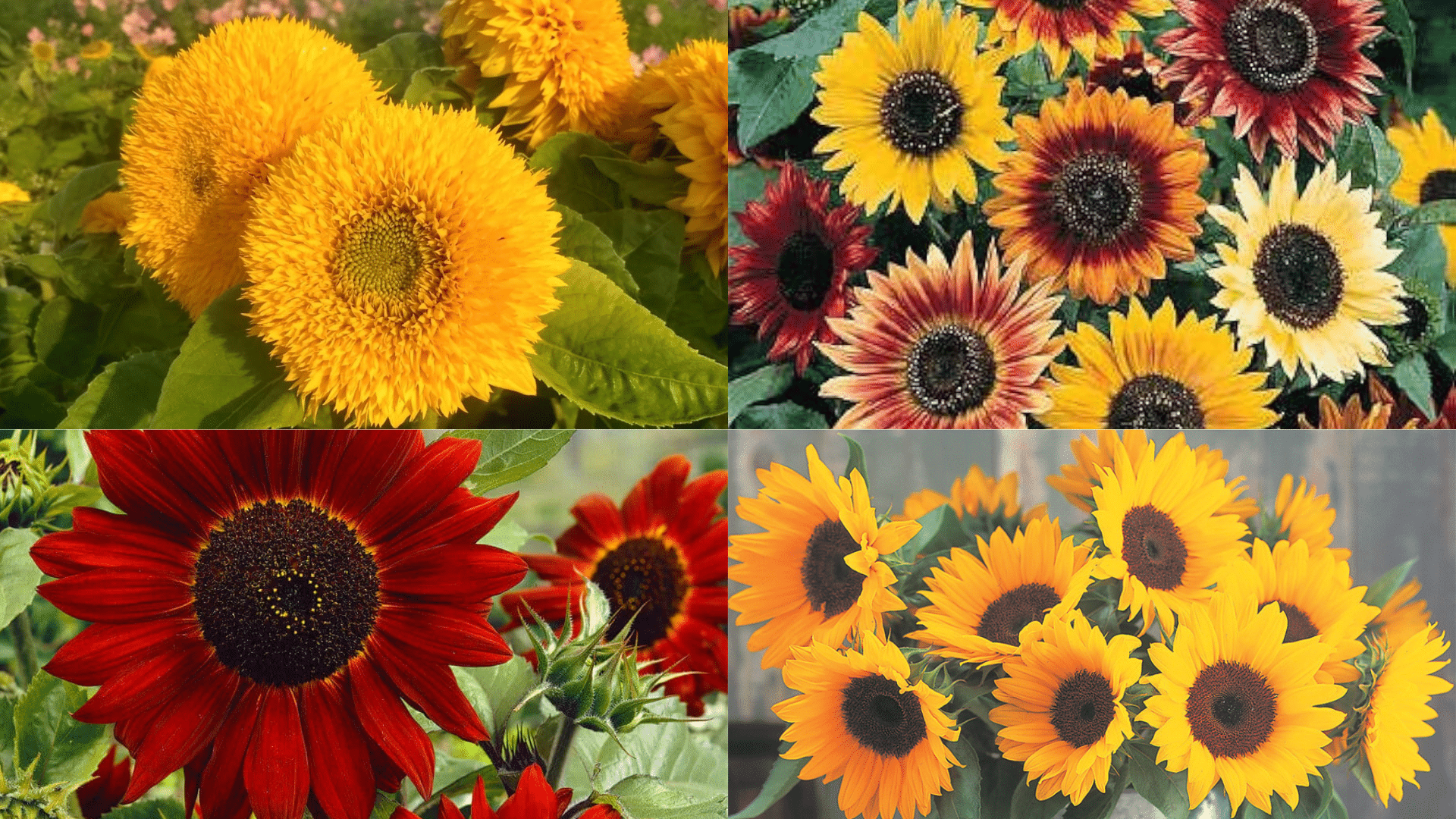 Sunflower Sunshine How To Care For Sunflowers In A Vase The Painted 