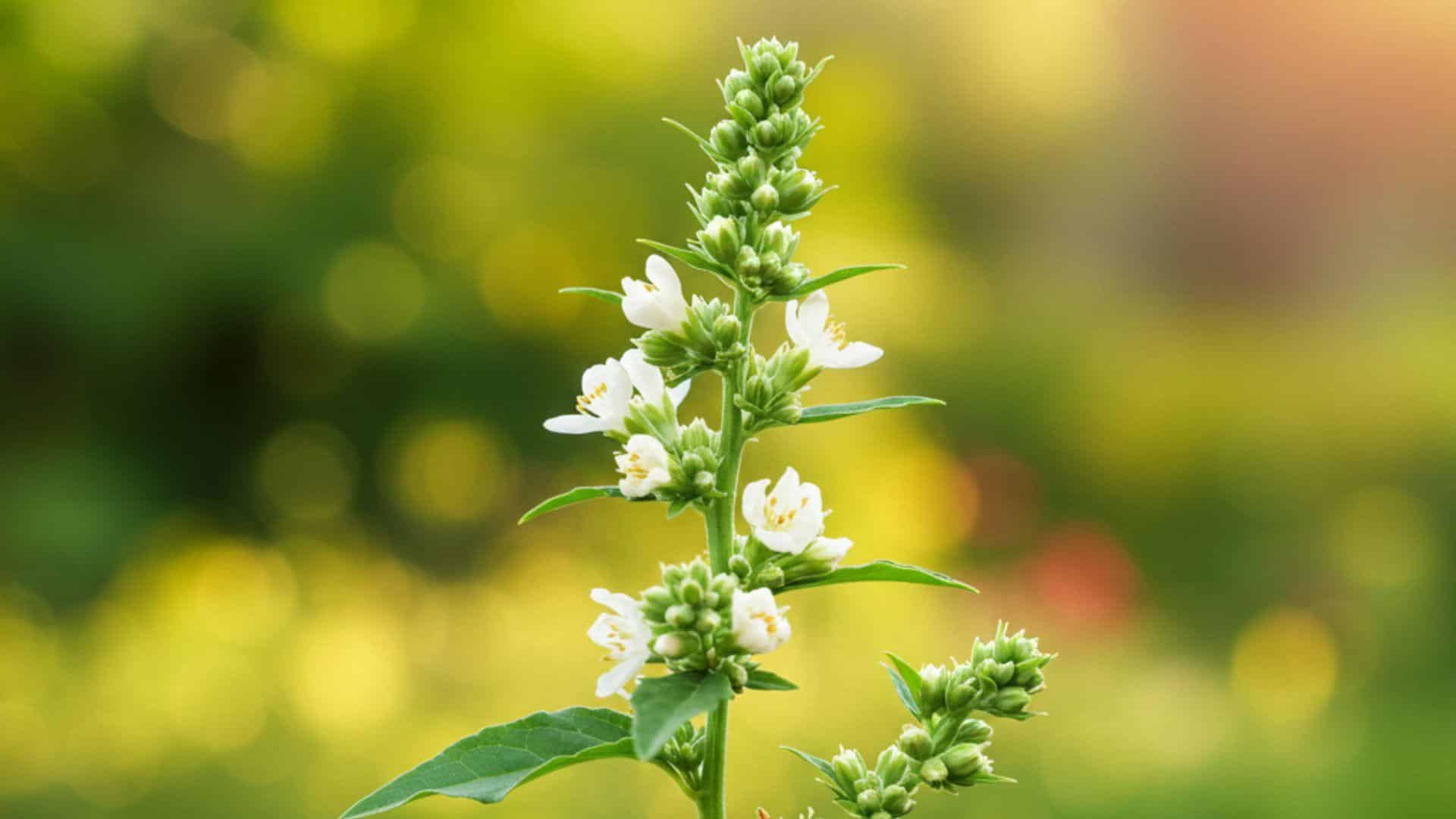 What_is_Citronella