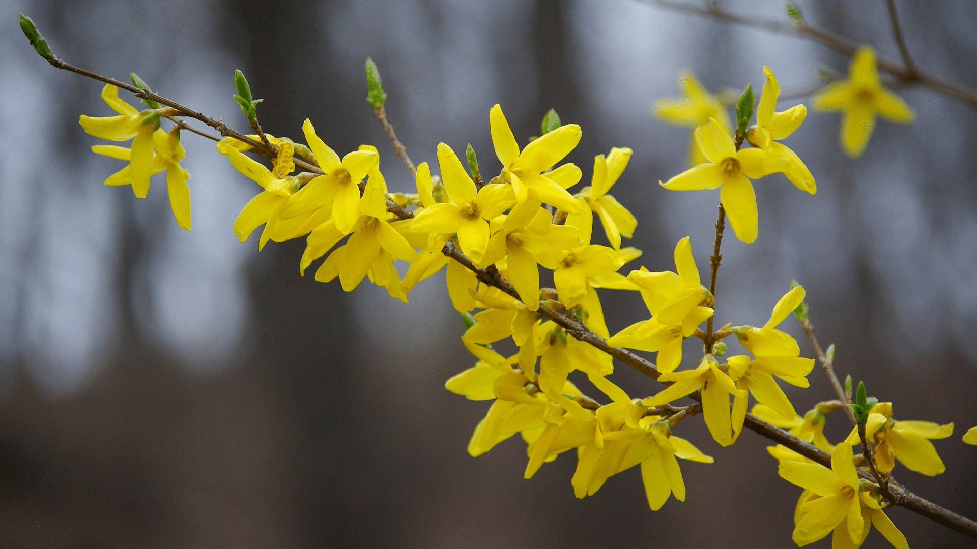 Why_Choose_a_Forsythia_Arrangement_for_Indoor_Spring_Decor