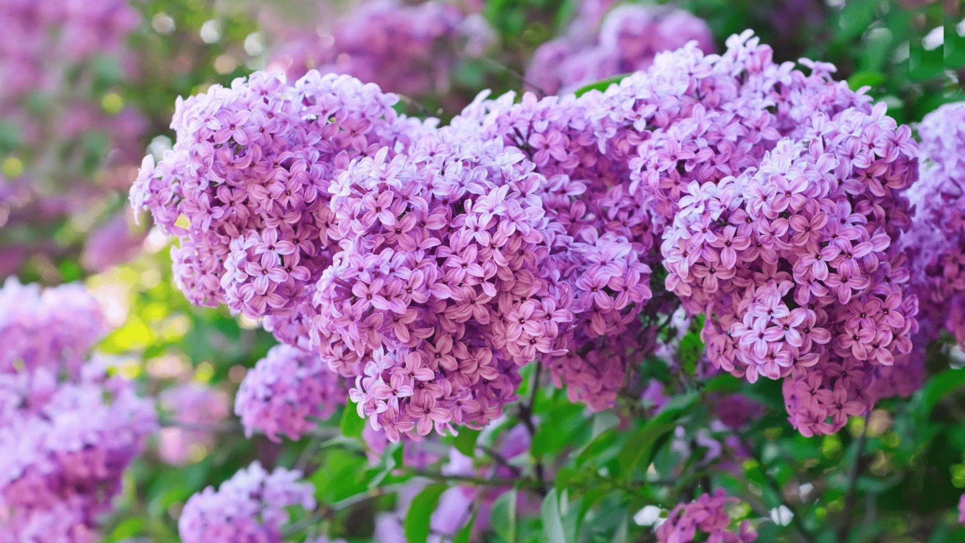 Are Lilacs a Good Choice for Deer-Prone Areas?