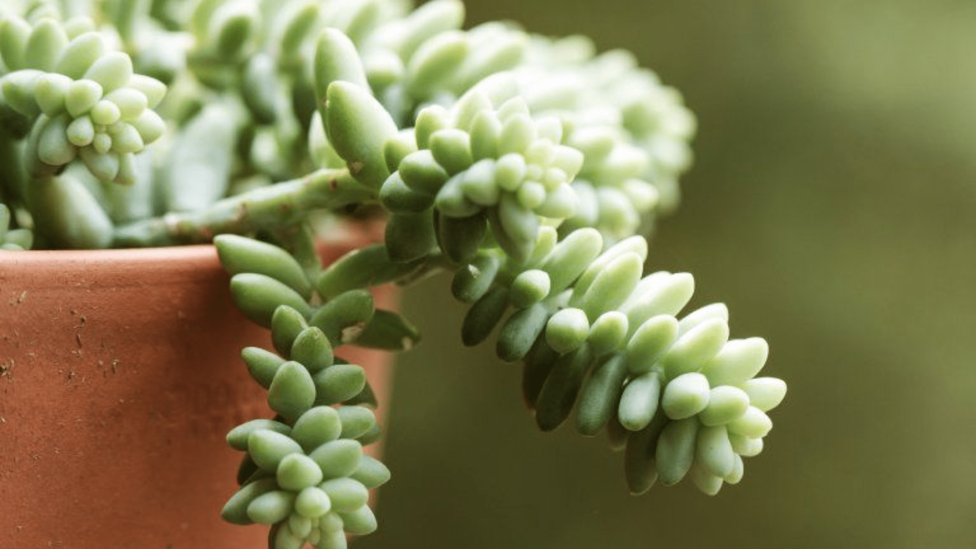 Burro's Tail Final