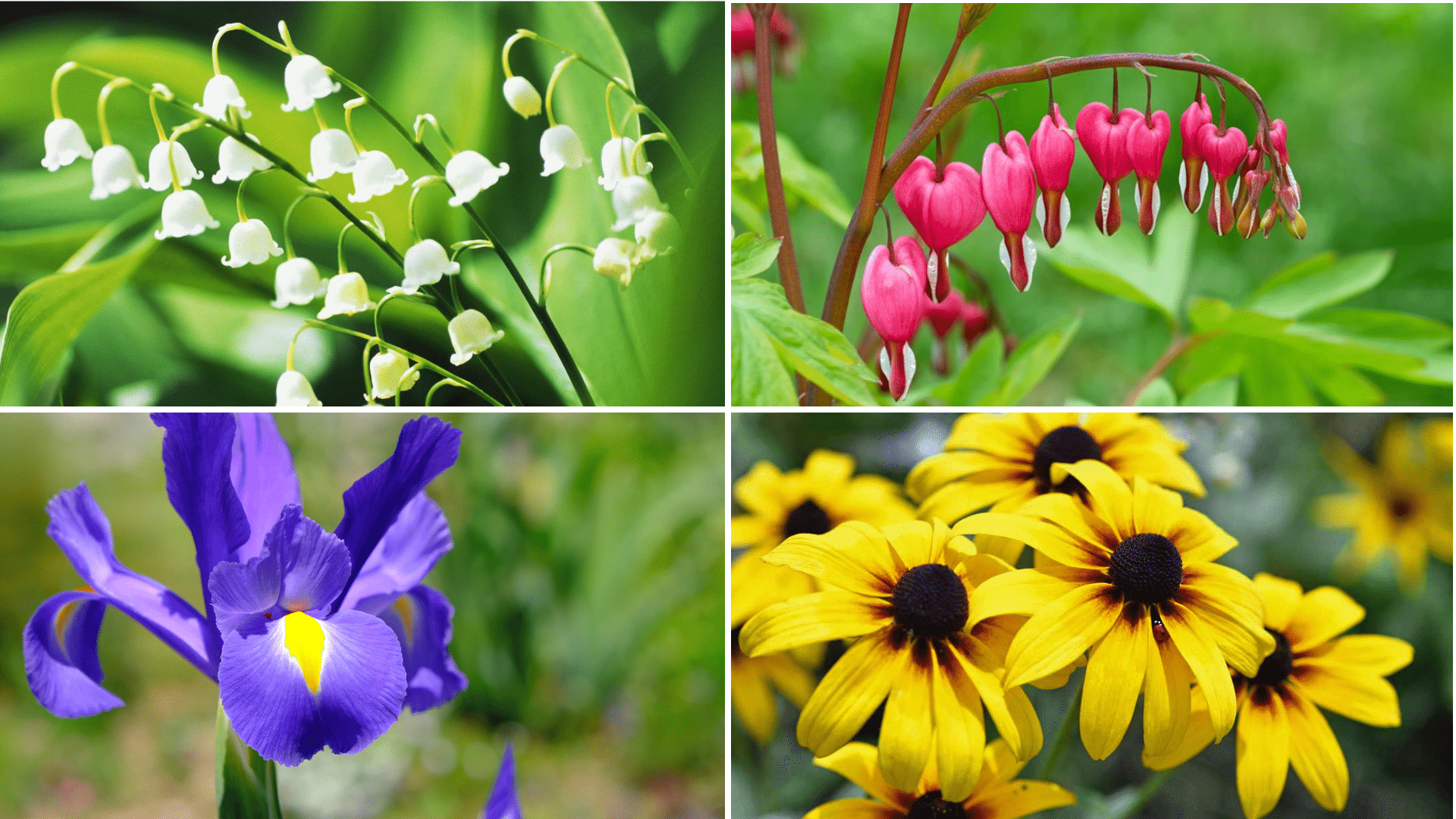 Deer-Resistant Flowers for Your Garden