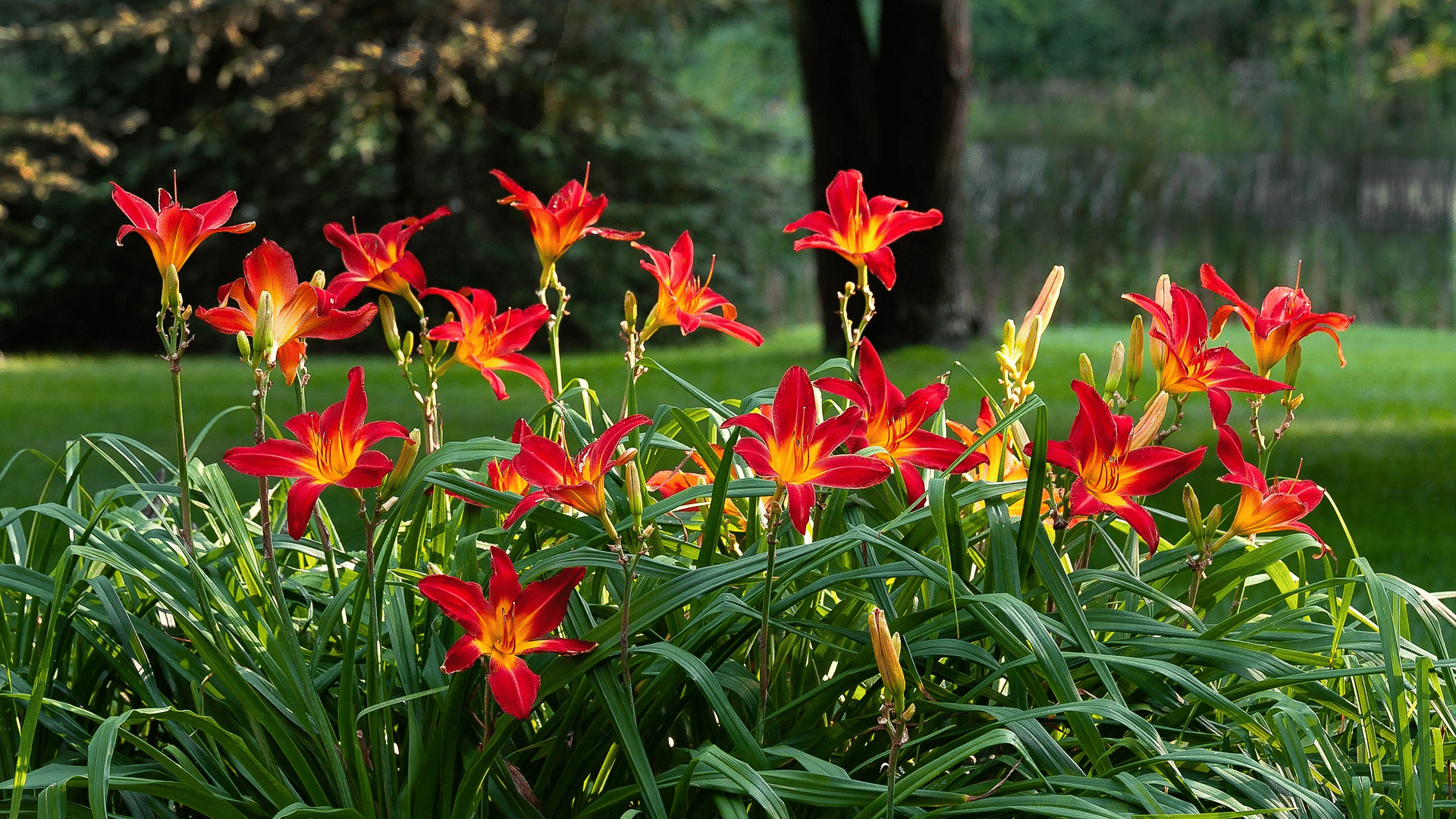 Fertilizing Daylilies