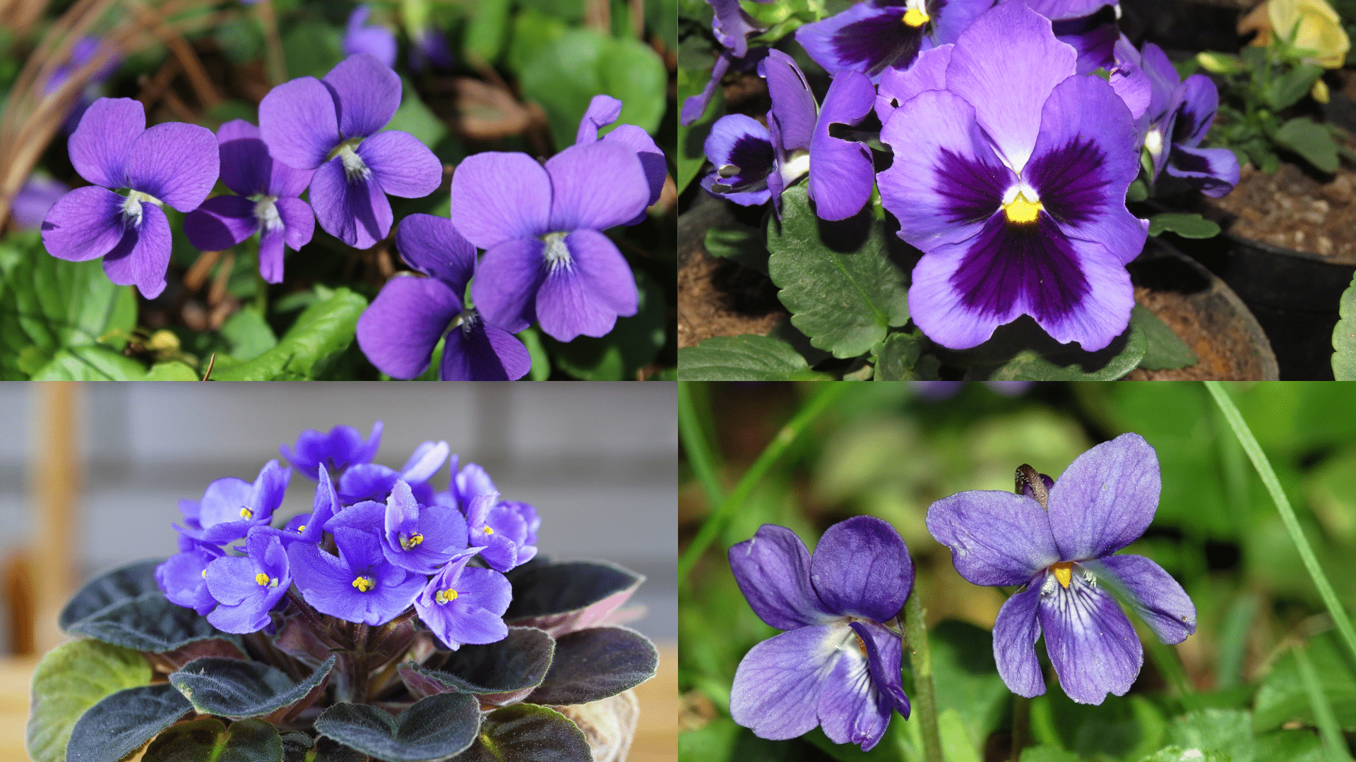 Meet_the_Most_Popular_Violet_Varieties