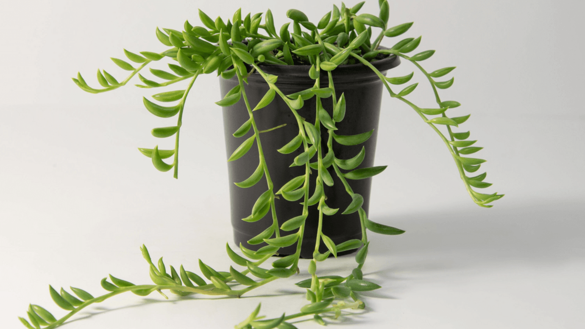 String of Bananas final