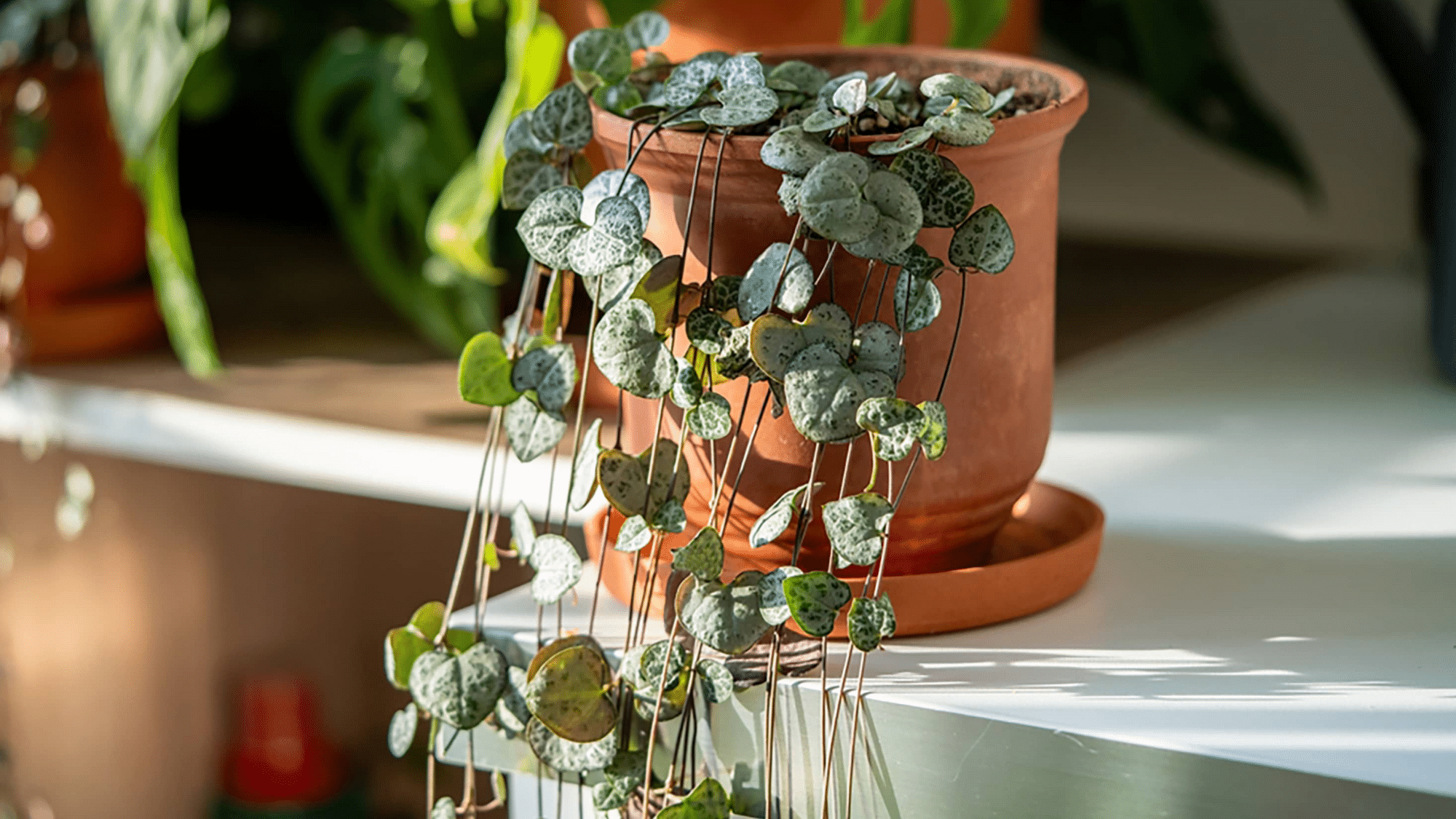 String of Hearts final