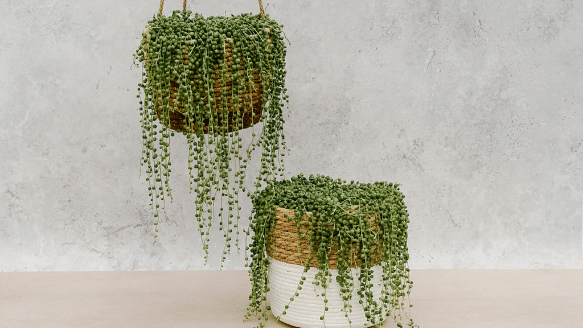 String of Pearls