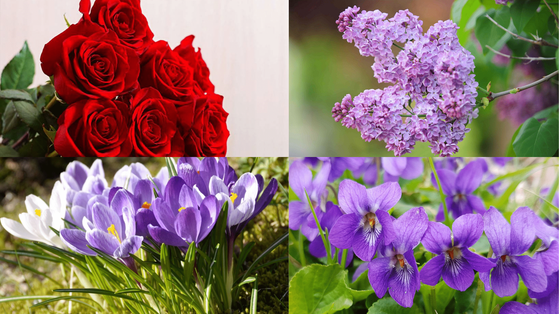 The_Most_Popular_Victorian_Flowers_and_Their_Hidden_Messages
