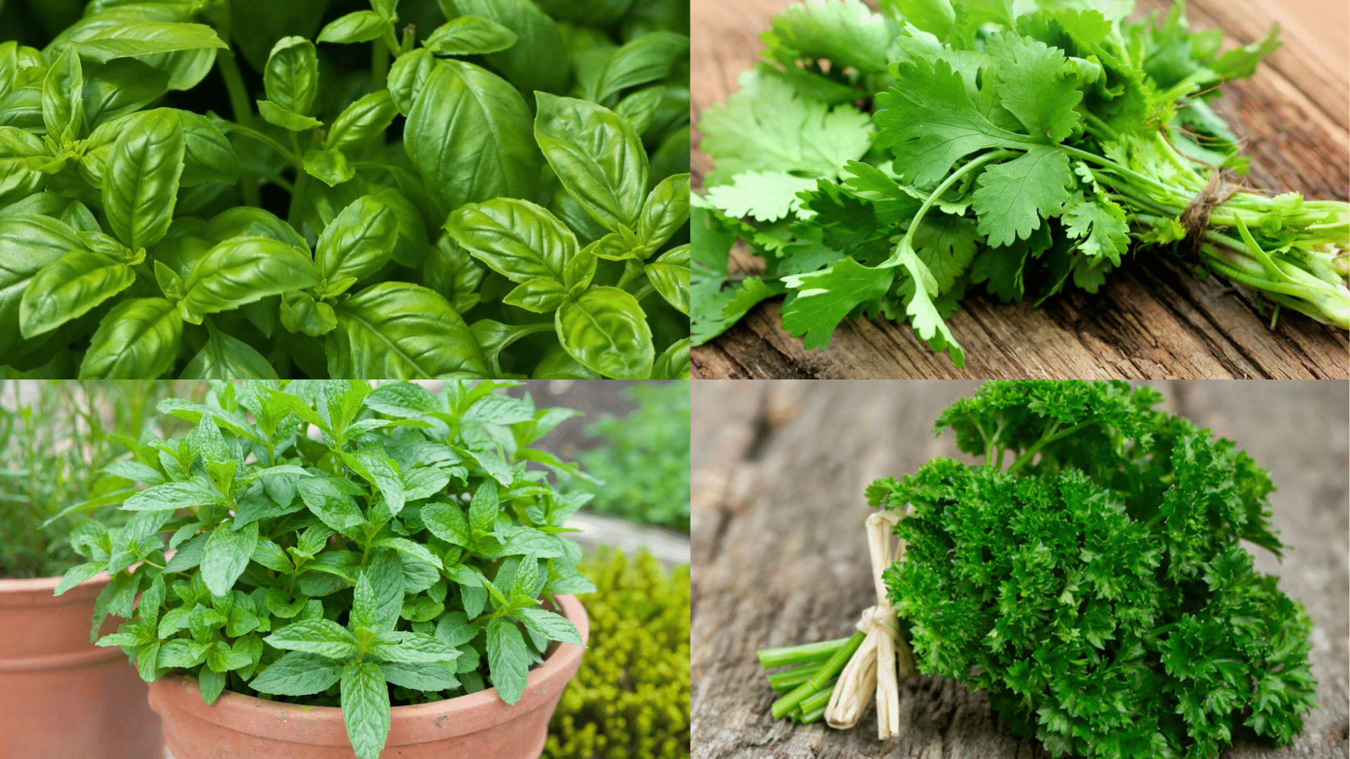 Top Edible Herbs to Grow at Home