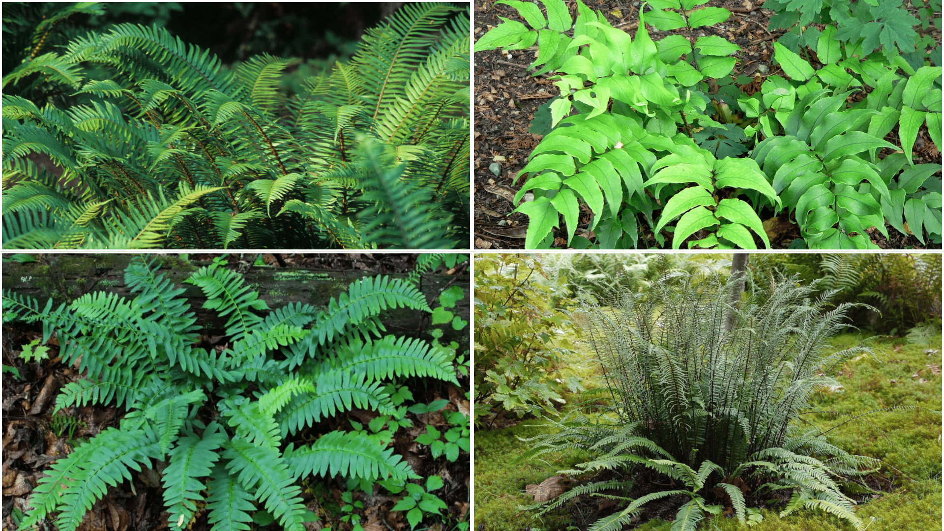 Top Evergreen Fern Varieties for Gardens