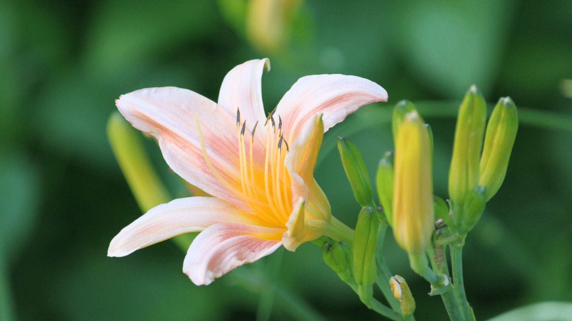 Understanding the Nutritional Needs of Daylilies