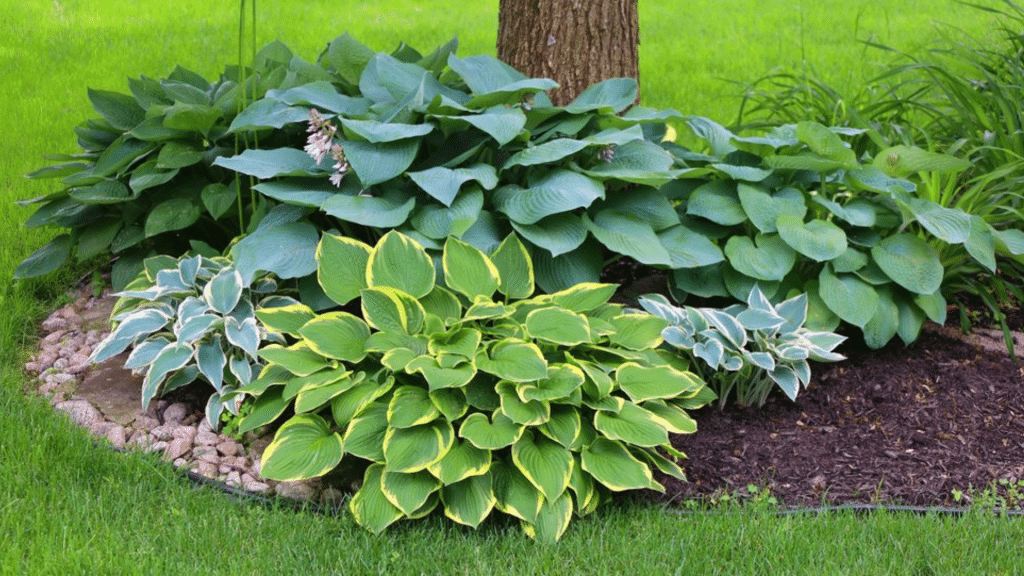 fertilizer for hostas