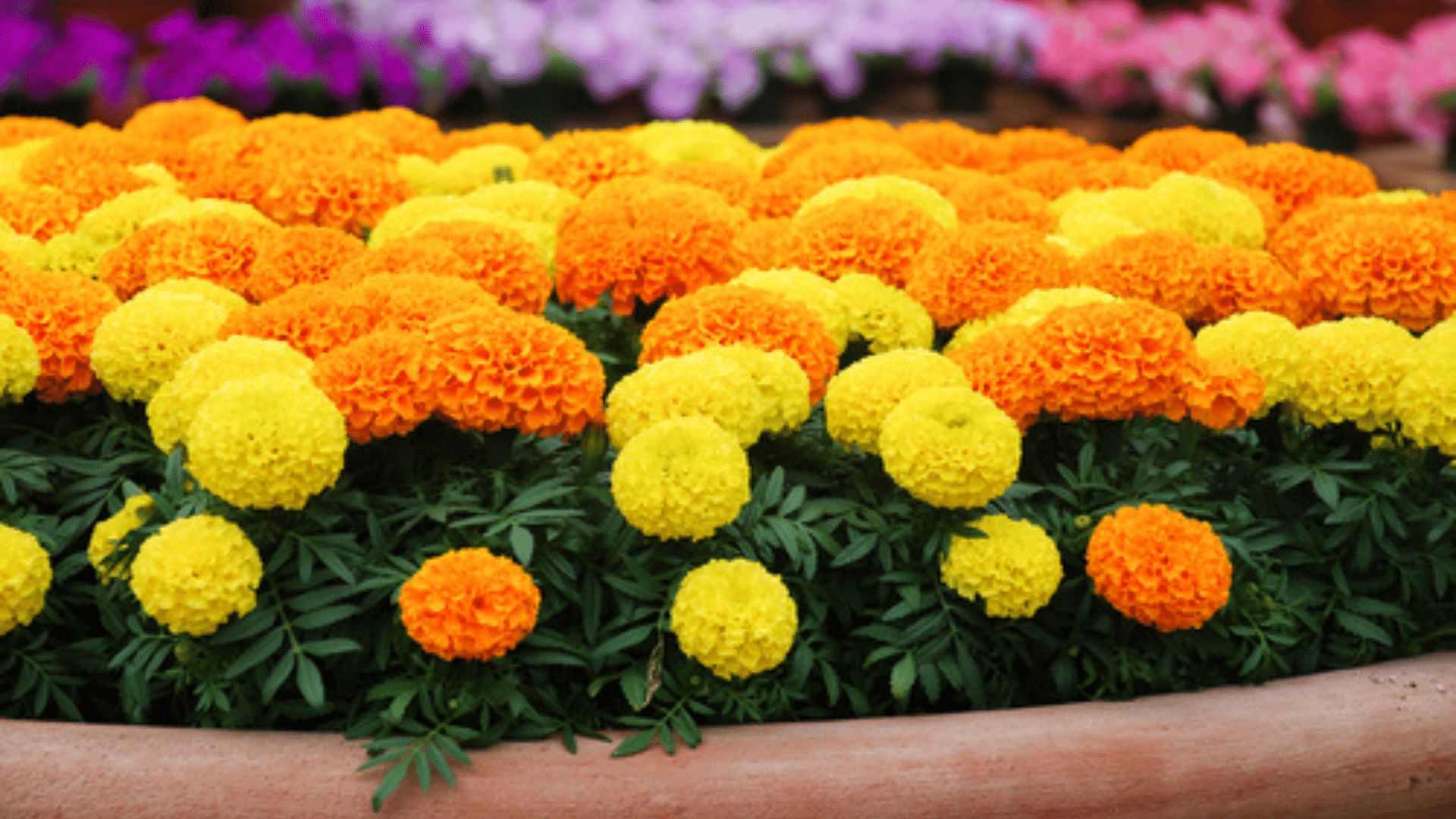 African_Marigold_Tagetes_erecta