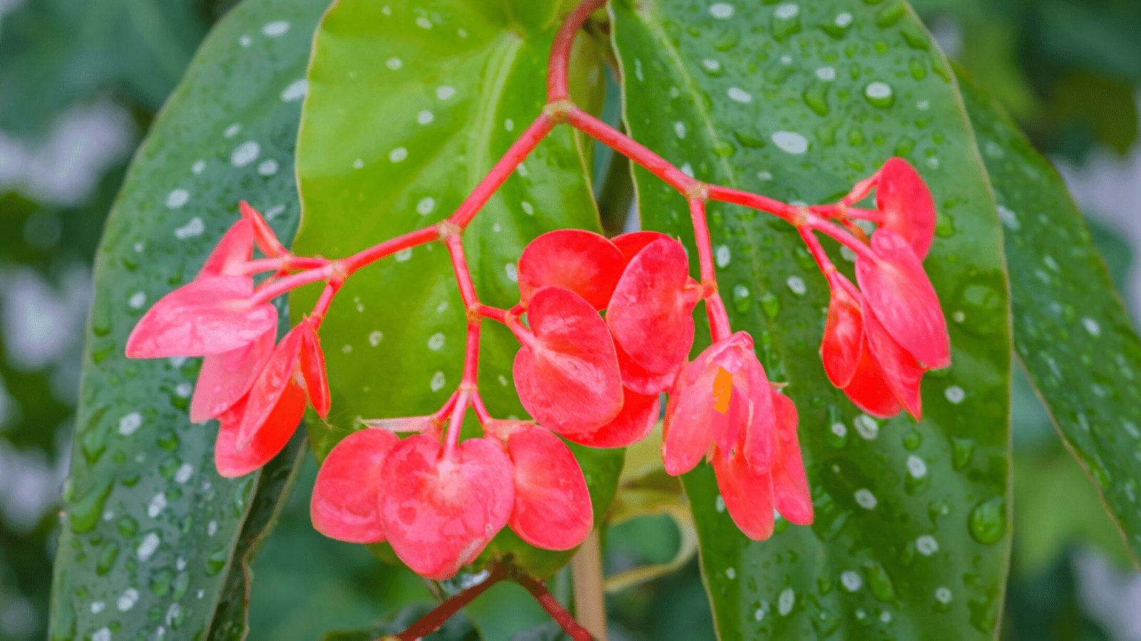 Angel-Wing_Begonias