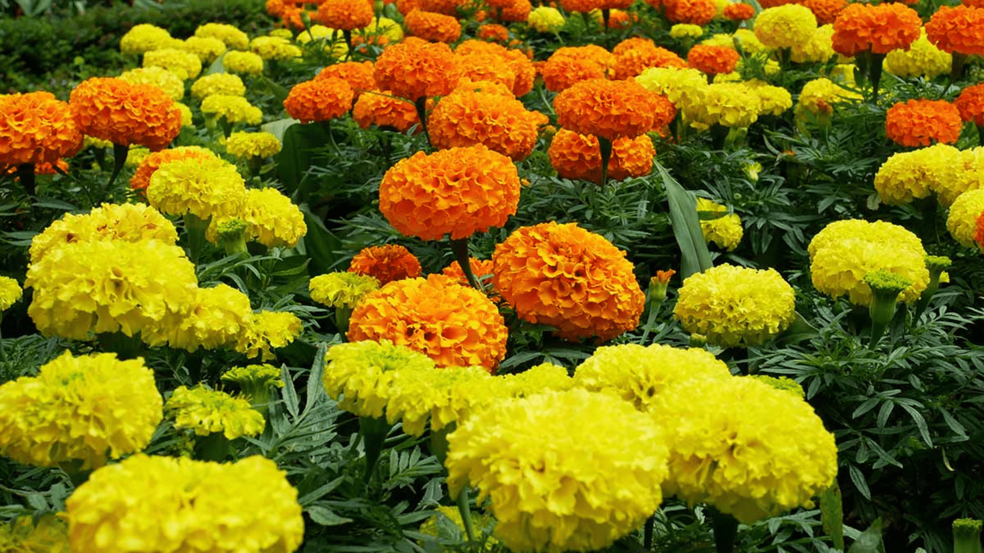 Are_Marigolds_Deer_Resistant_What_You_Need_to_Know