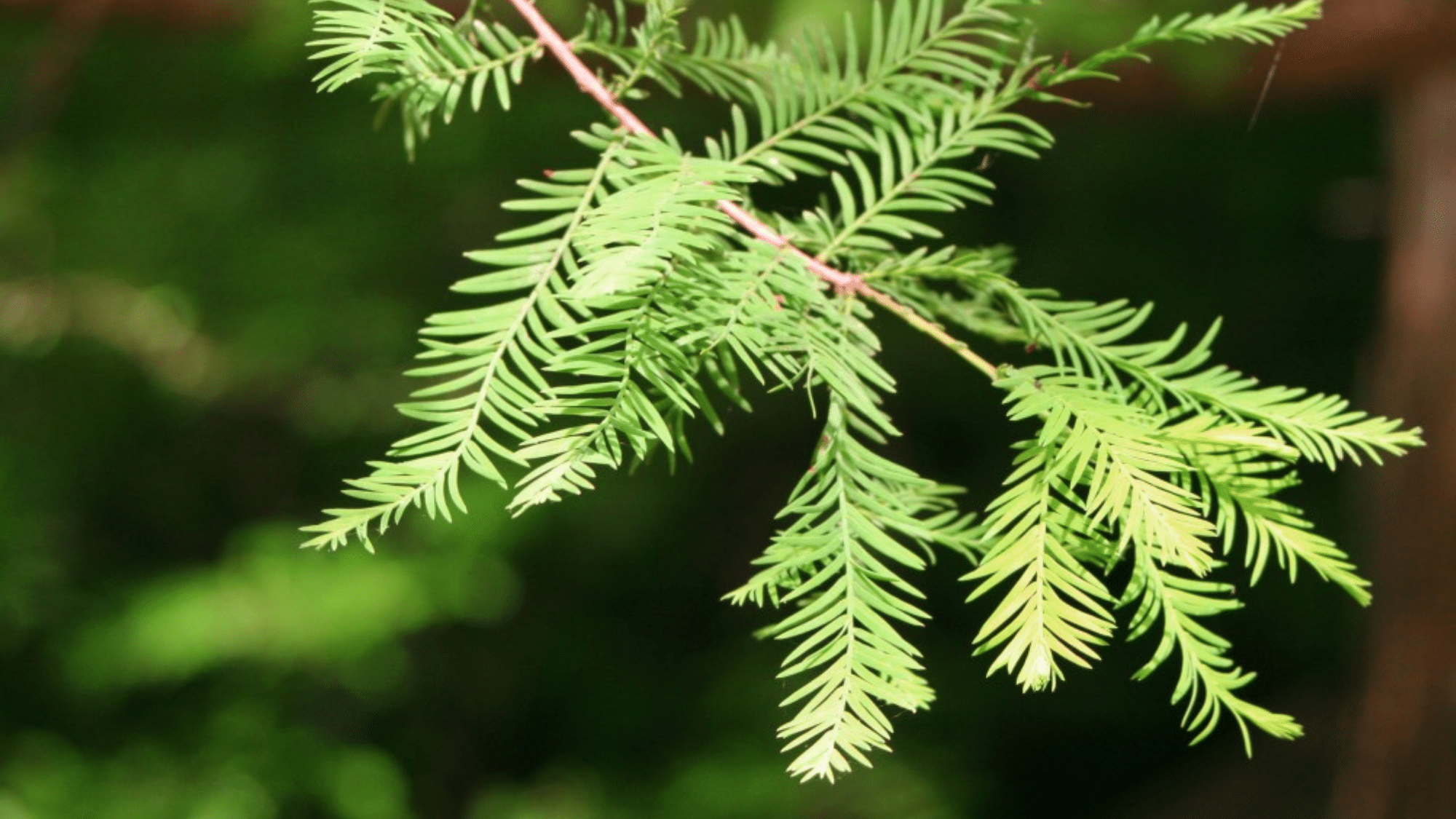 Bald_Cypress