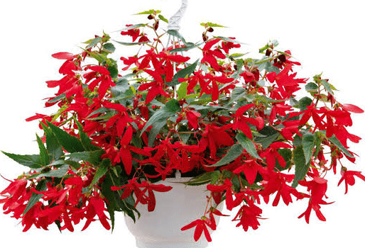 Begonia_Boliviensis