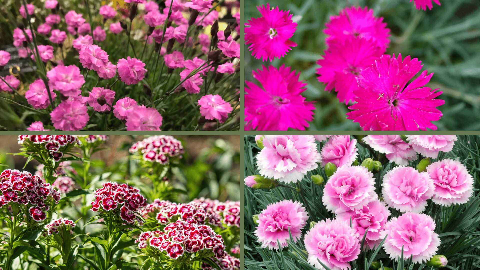 Best_Deer-Resistant_Dianthus_Varieties_for_Your_Garden