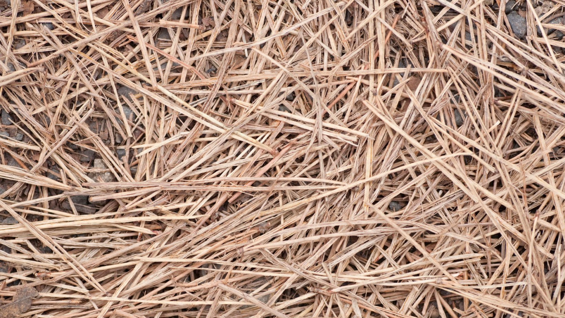 Cons of Pine Needle Mulch You Should Know