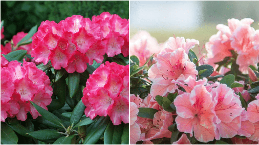 Difference Between Azalea and Rhododendron Explained