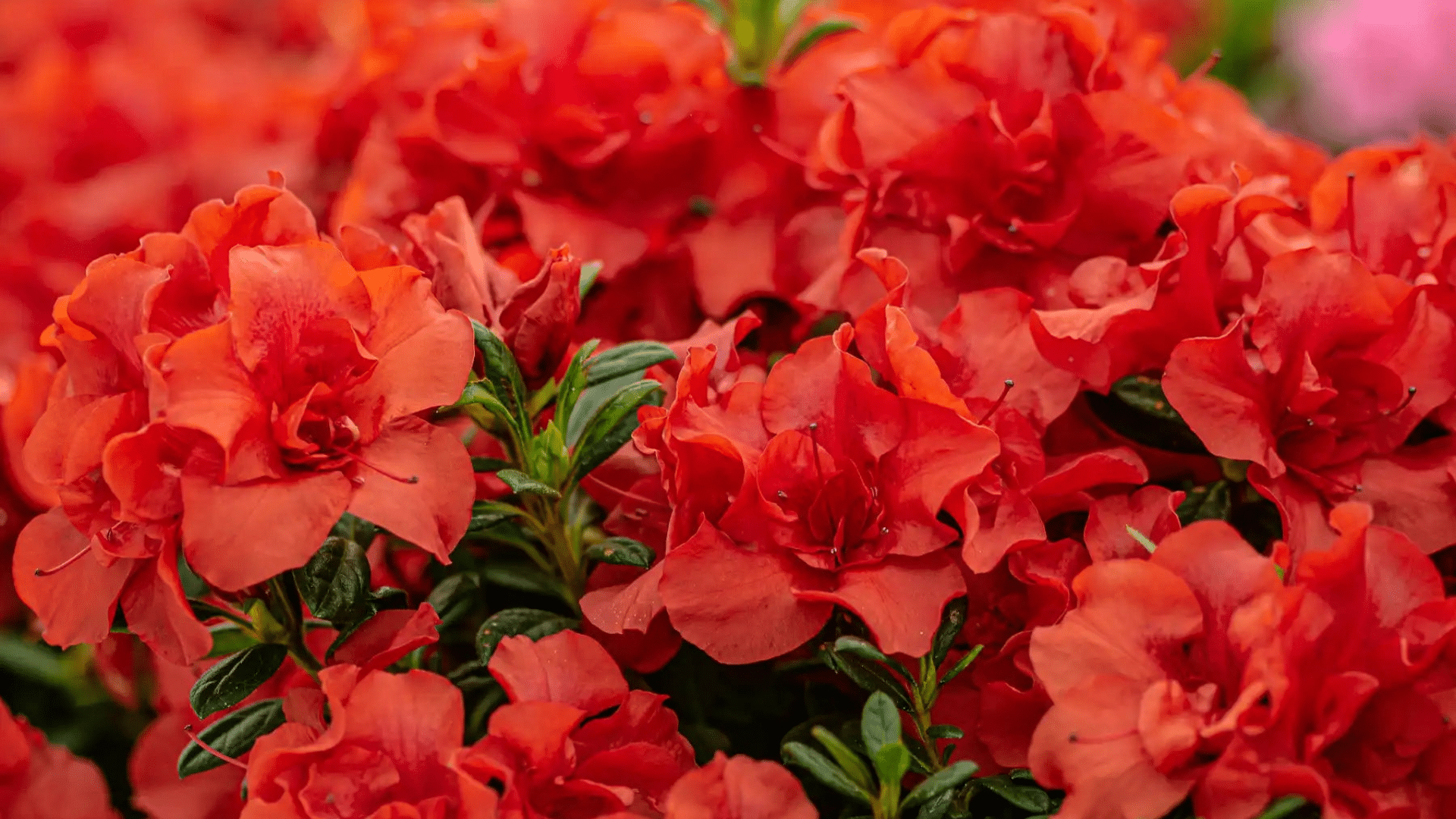Encore_Azalea_Autumn_Embers