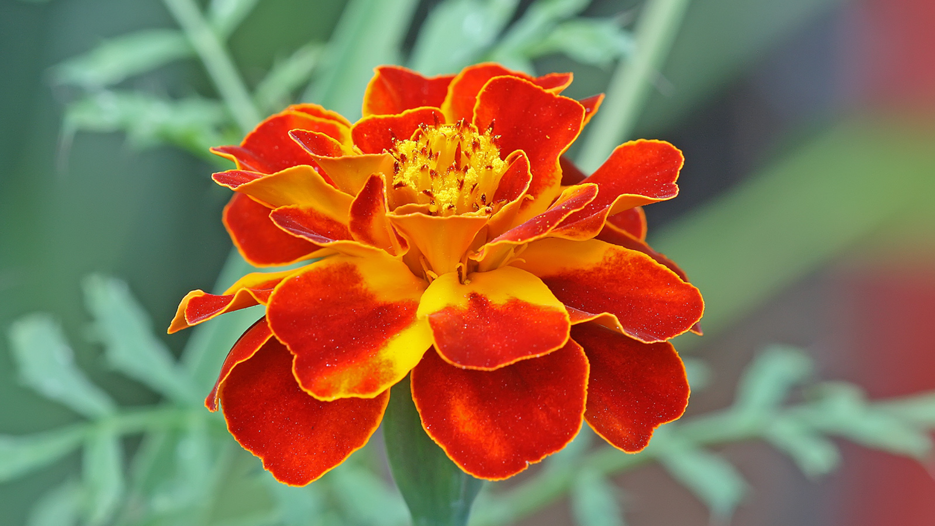 French_Marigold_Tagetes_patula