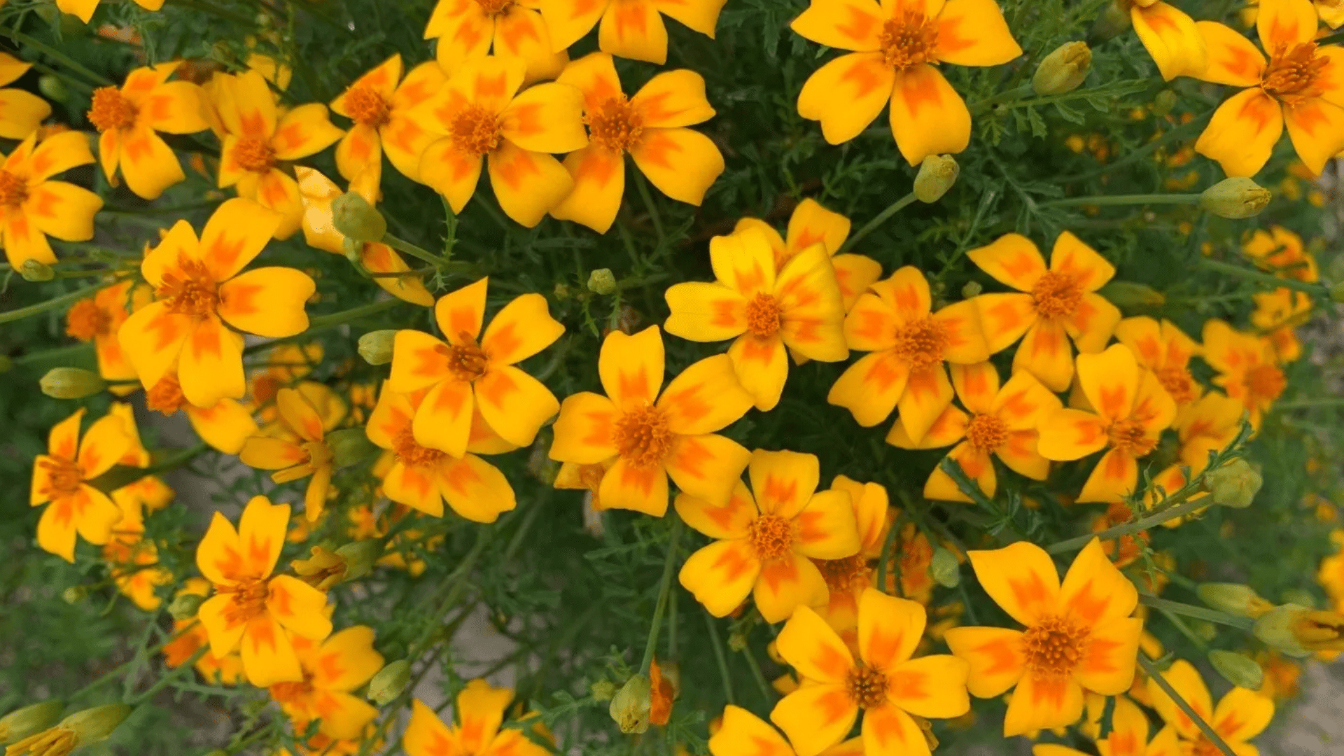 Golden_Gem_Marigold