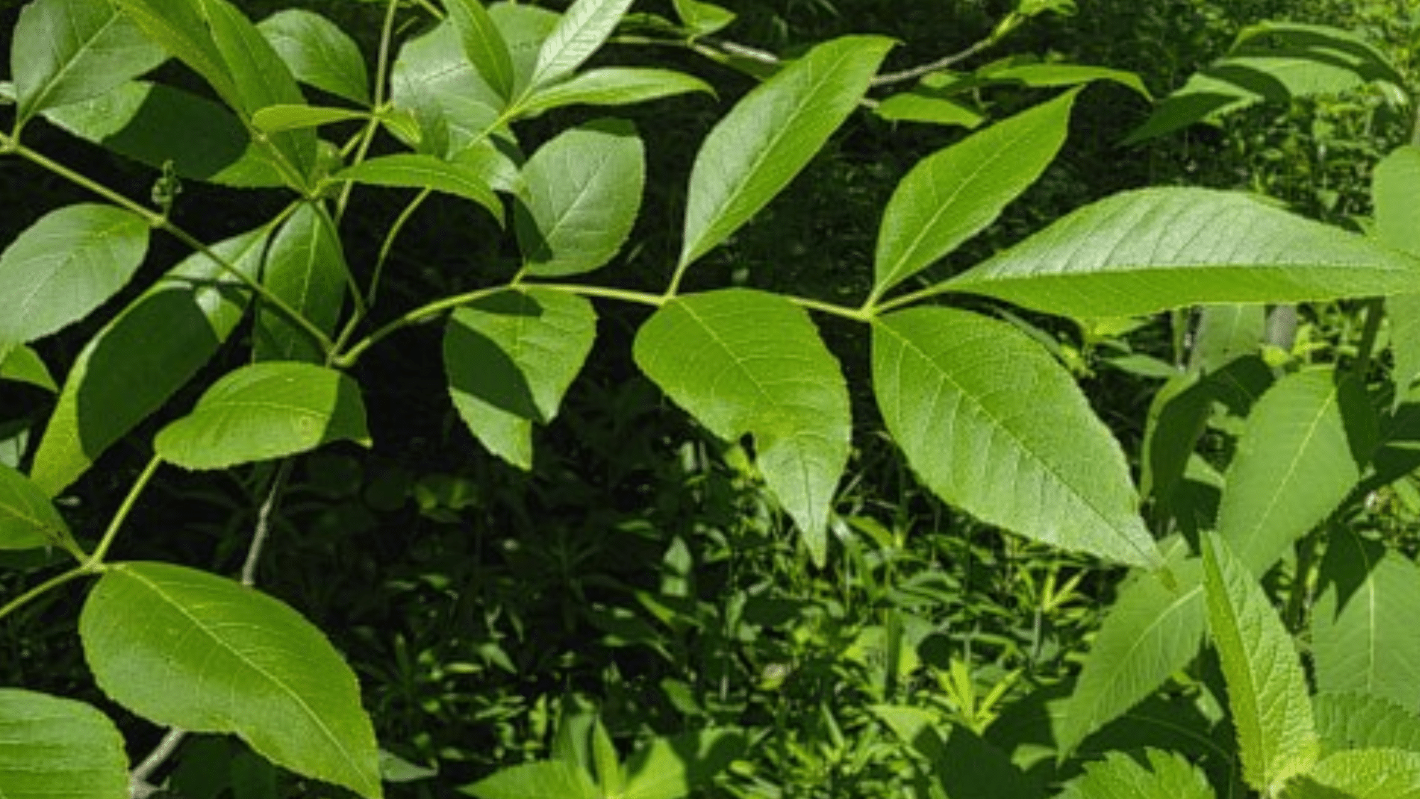 Green_Ash