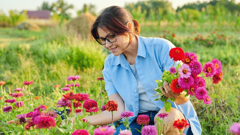 How_Zinnias_Boost_Mental_and_Emotional_Well-being