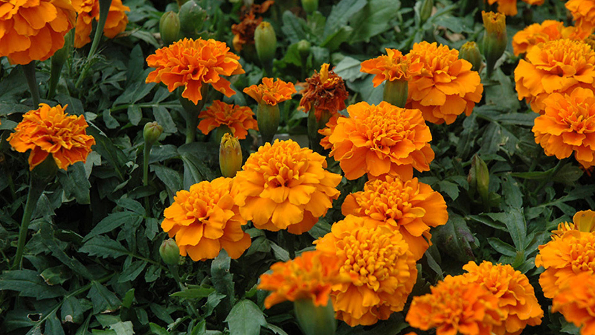 Janie_Marigold