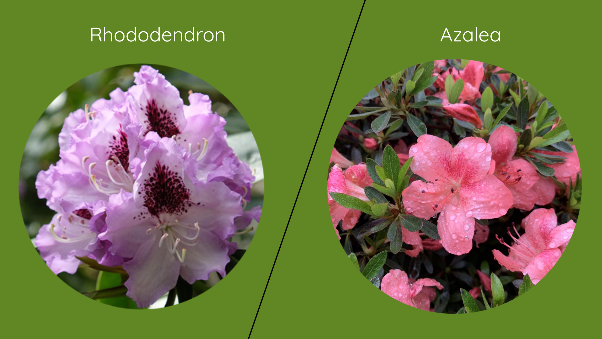 Key Difference Between Azalea and Rhododendron