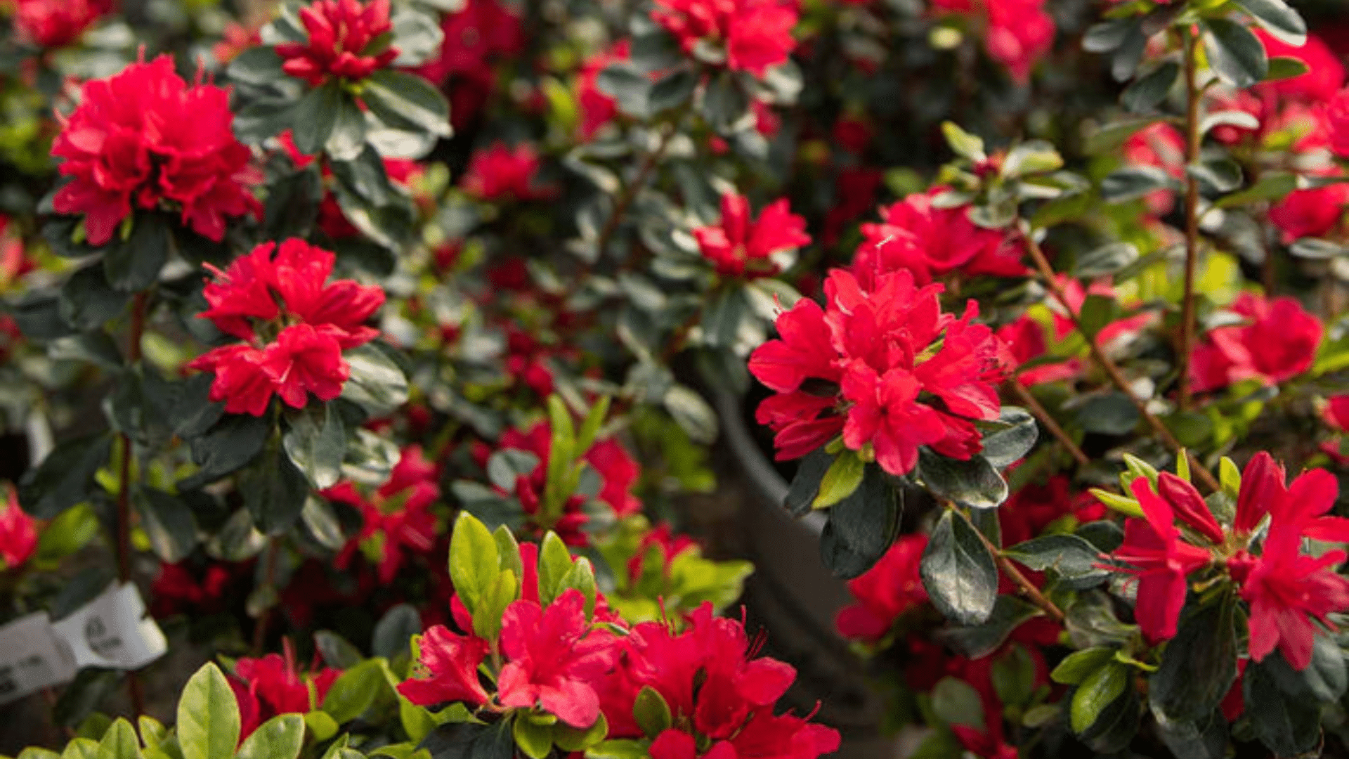 Kurume_Azalea_Hino_Crimson
