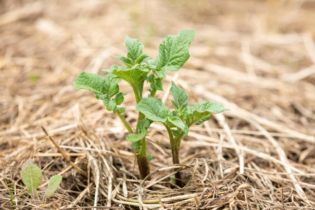 Mastering the Ruth Stout Method: Easy No-Dig Gardening