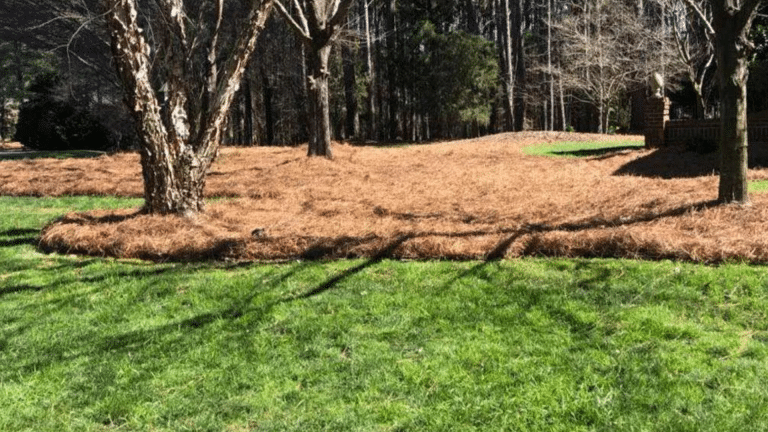 Pine Needle Mulch Pros and Cons: Quick Guide for Gardeners