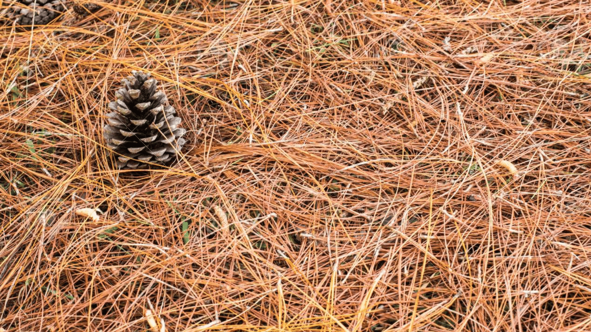 Pros of Using Pine Needle Mulch in Your Garden