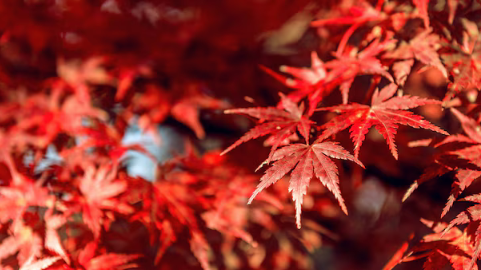 Red_Maple