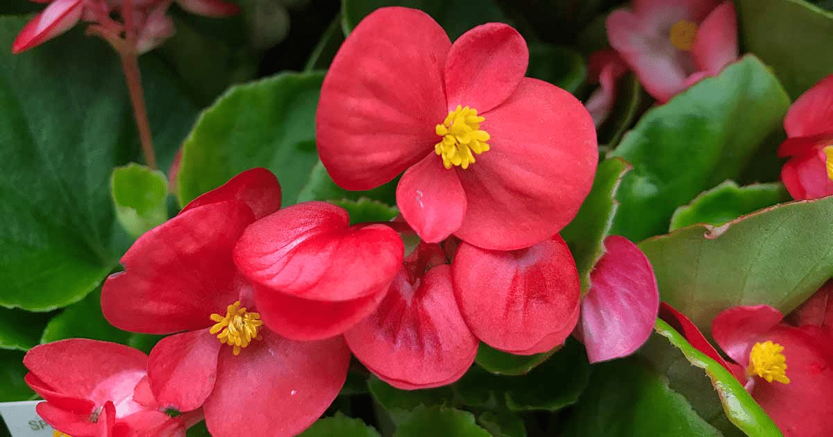 Rhizomatous_Begonias