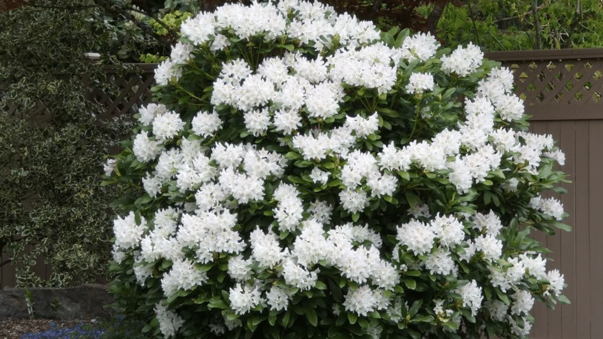 Rhododendron_Cunninghams_White