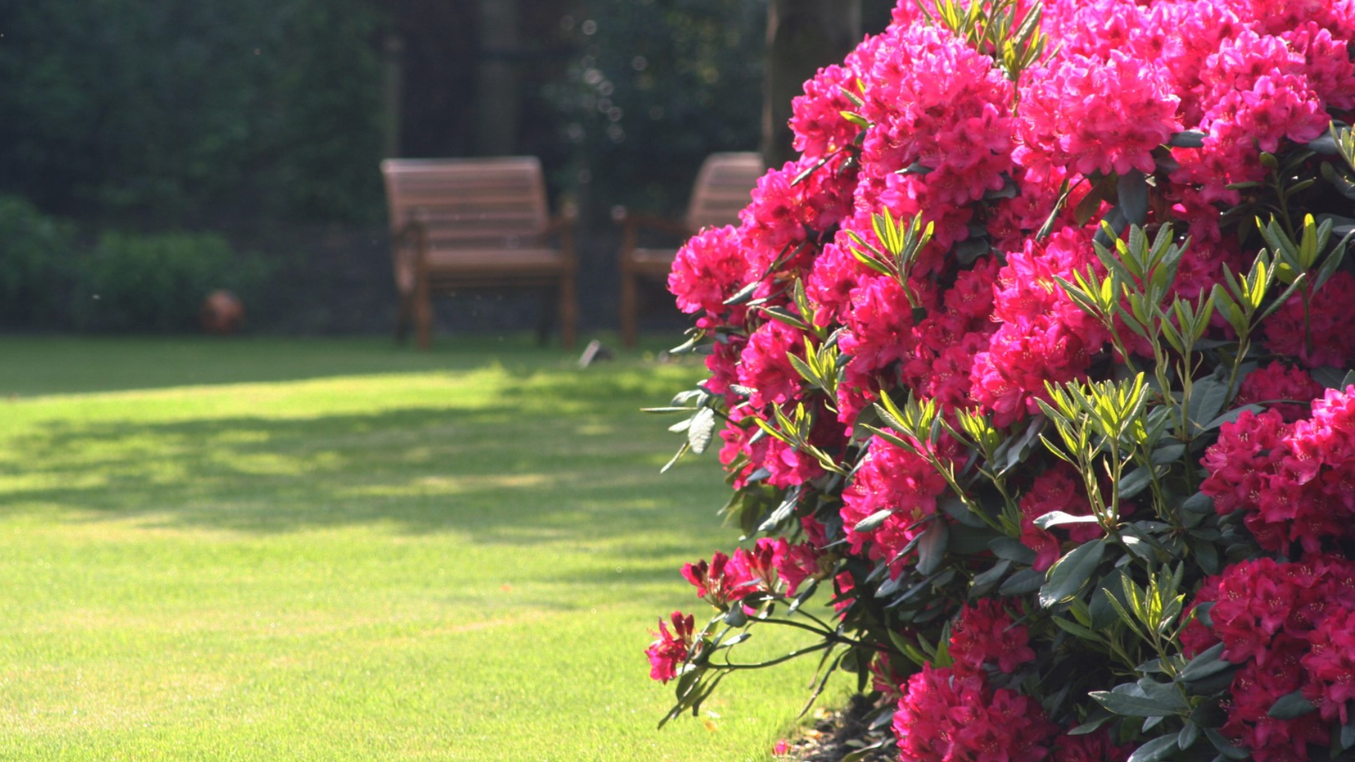 Rhododendron_Nova_Zembla