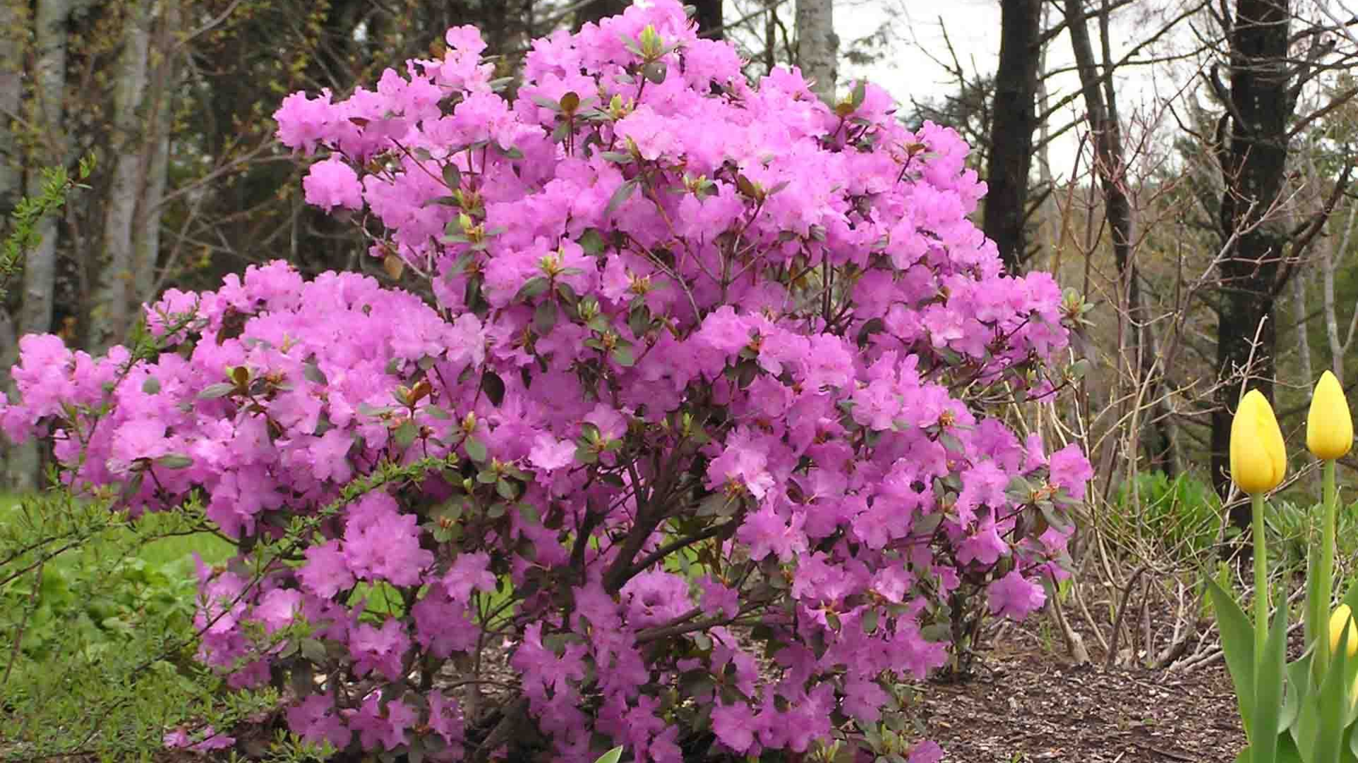 Rhododendron_PJM_Elite