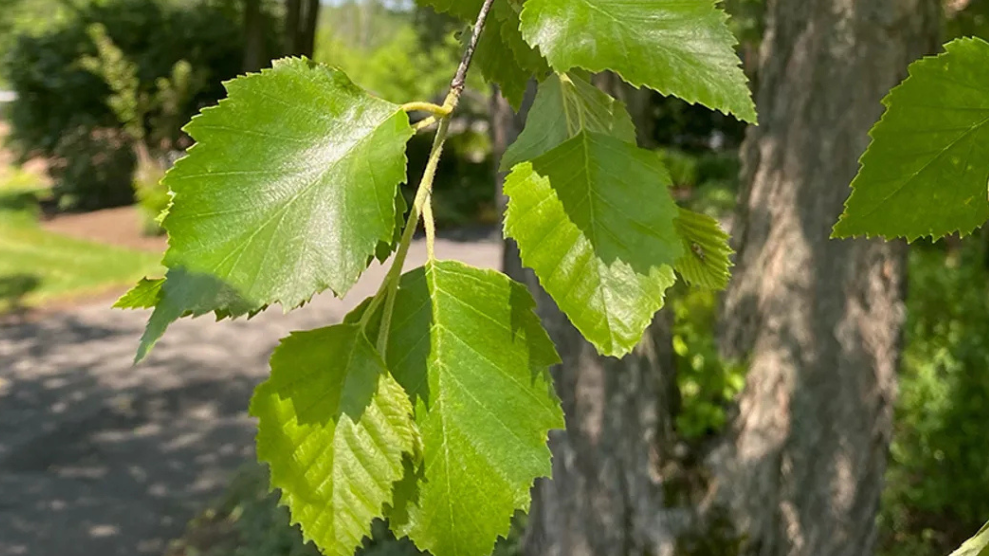River_Birch