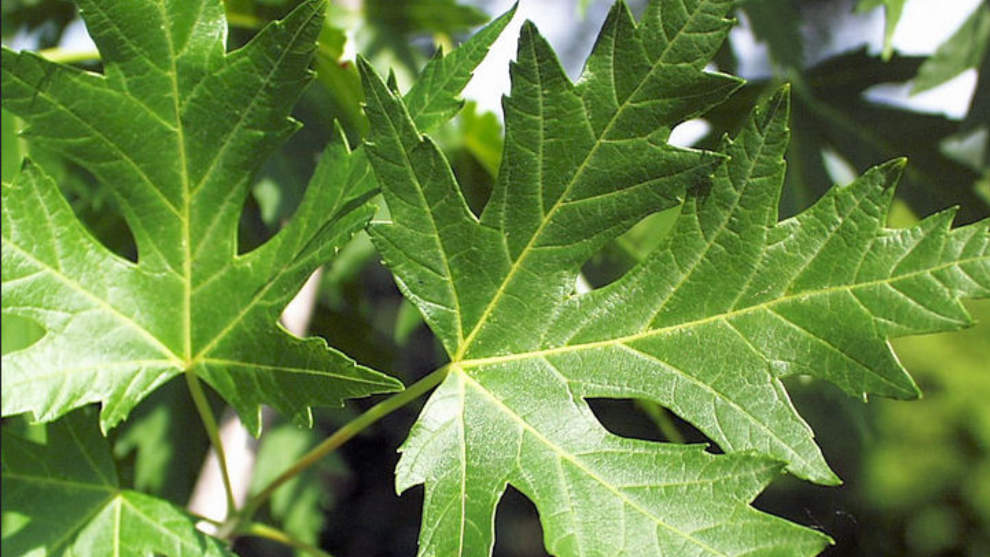 Silver_Maple
