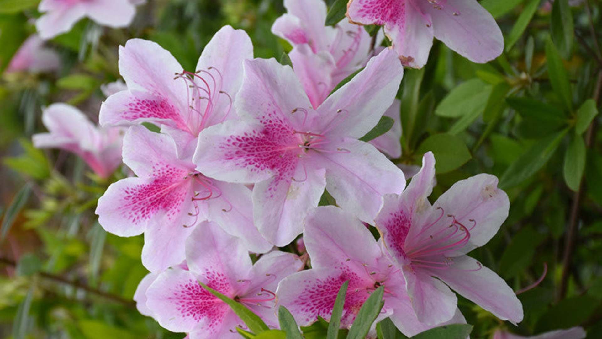 Southern_Indica_Azalea_George_L_Taber