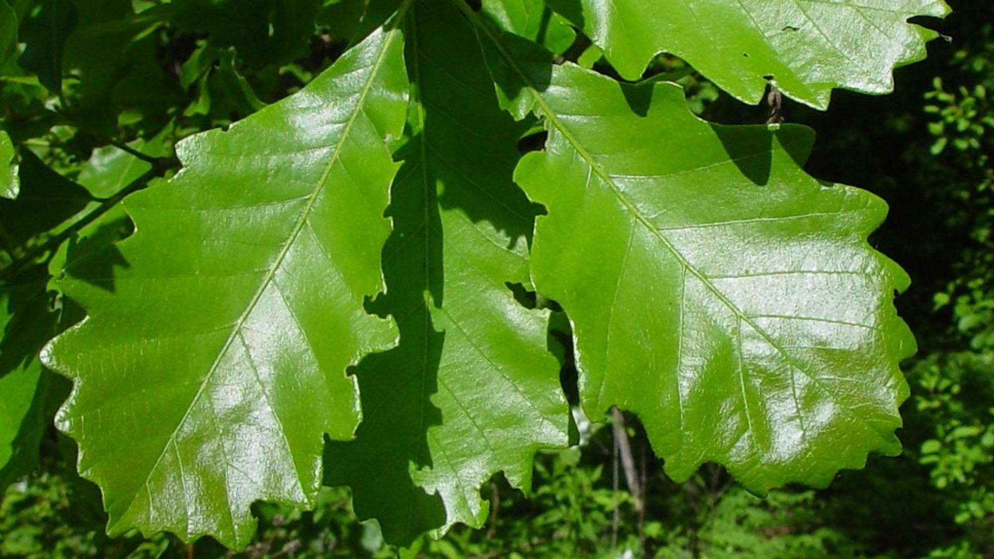 Swamp_White_Oak