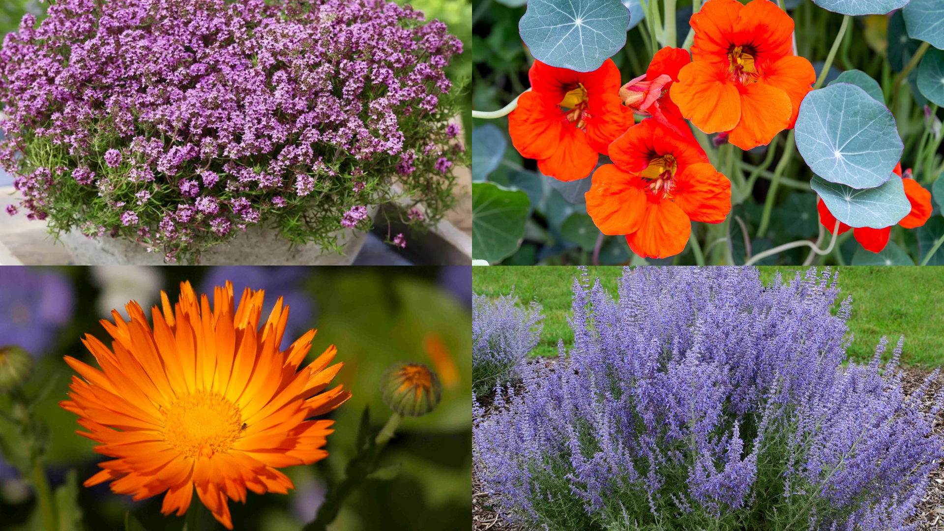 The_Best_Plants_to_Help_Prevent_Weeds