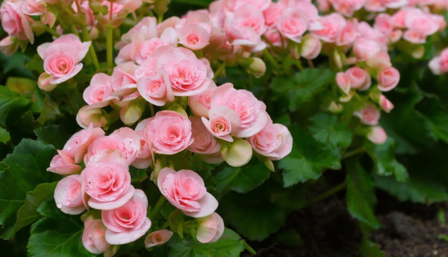 Tuberous_Begonias